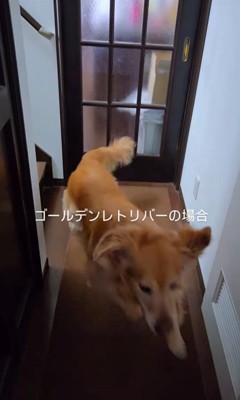 クーちゃんとルナちゃんの反応3