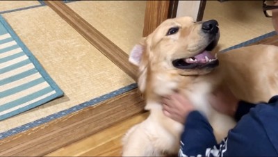 撫でてくる飼い主を笑顔で見つめる犬