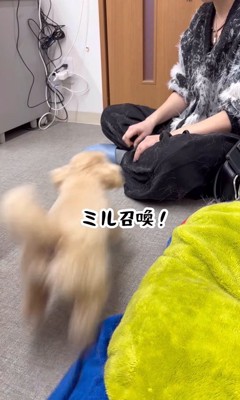 ミルちゃんが元シッターさんのもとへ