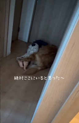 廊下に寝転がる男の子と大型犬