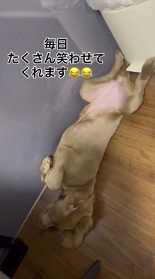 お腹を出して眠る子犬