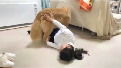 ソファに頭をつけて小さい声でしゃべる大型犬