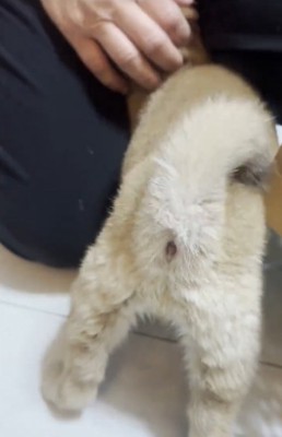 飼い主に甘える豆柴の子犬