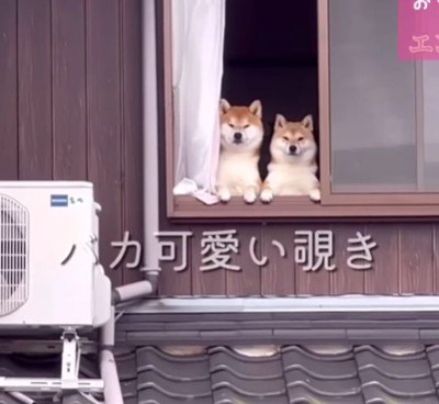 愛犬たちが見つめている！！