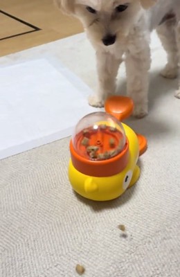 ご飯を見つめるココくん