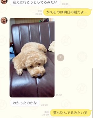 落ち込む犬