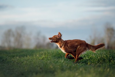 走る犬