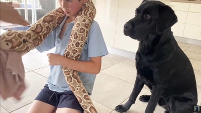 怒られる人形を見たえんぞう君の反応7