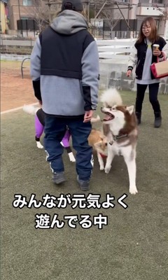 MARLEYくんのドッグランの楽しみ方2