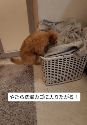 洗濯カゴが大好き♡