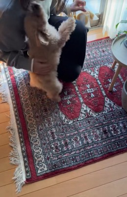 喜んで飛びつく小型犬