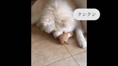 子猫を保護したら…