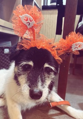 被り物をしたツナ君