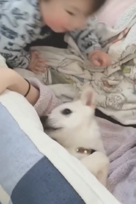 腕枕される犬