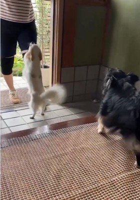 立つ白い犬と黒い犬