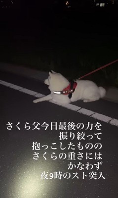 さくらちゃんの帰宅拒否10