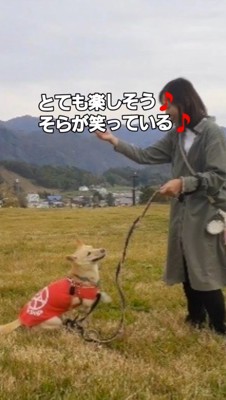 ゴルフボールを追いかけて走り回る犬
