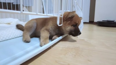 ケージの下から頭を出す犬