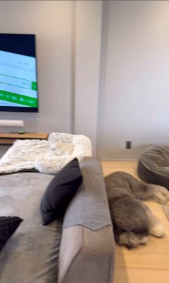 テレビを見るCOCOちゃん6