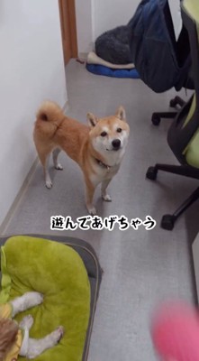 スタッフが持っているボールを見つめる犬