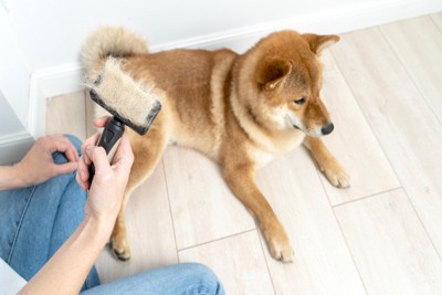 ブラッシングされた柴犬