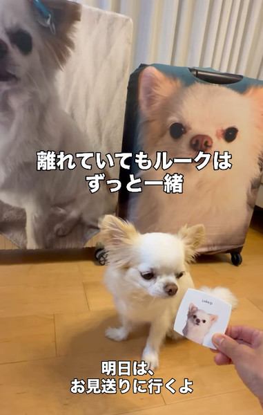 スーツケースのカバーと鏡