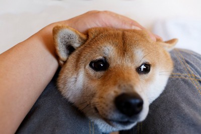 甘えながらも目を逸す犬