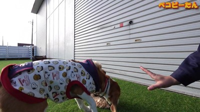 ペコちゃんがオヤツを横取り！