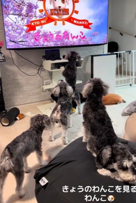 シュナウザーたちが集合！