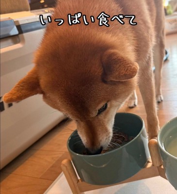食べる豆柴