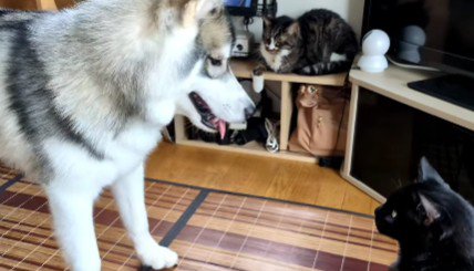 めげない大福ちゃん♪