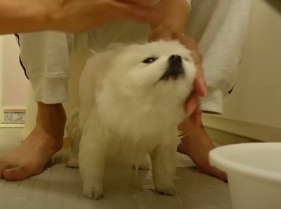 洗われる犬