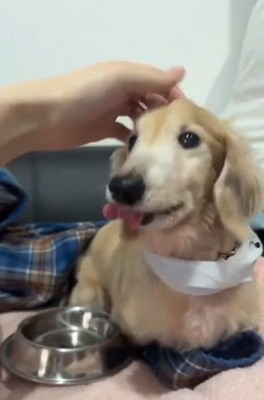 撫でられるれっくすくん