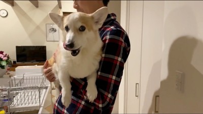 男性に抱っこされながら自分の口元を舌で舐める犬