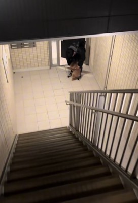 飼い主を出迎える小型犬