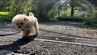 グレーチングをジャンプで飛び越える犬