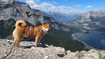 山と川と犬