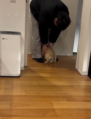 家族に撫でてもらう小型犬