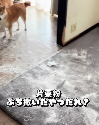 小麦粉を荒らしたのは誰？