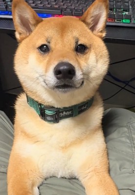 飼い主さんを見るこてつ君