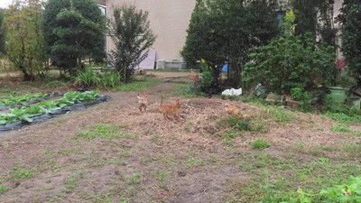 畑で遊んでいた子犬たち