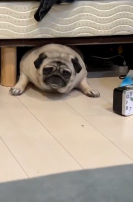 再チャレンジするしーちゃん