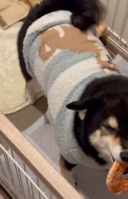 尻尾を振るさくらちゃん