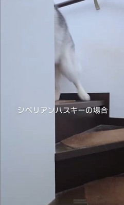 クーちゃんとルナちゃんの反応9