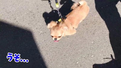 「うそでしょ…」