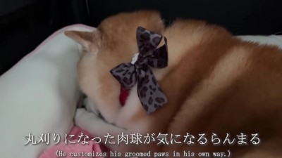 肉球が気になるね