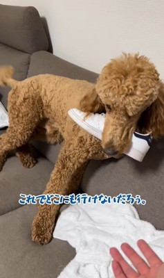 アンディくんの熱烈歓迎4