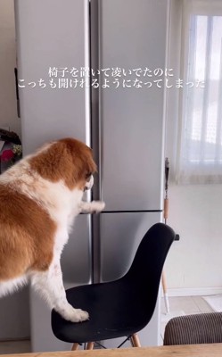 手で扉を開けようとするごろりちゃん