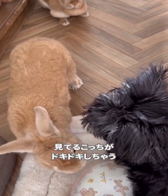 犬に近づくうさぎ