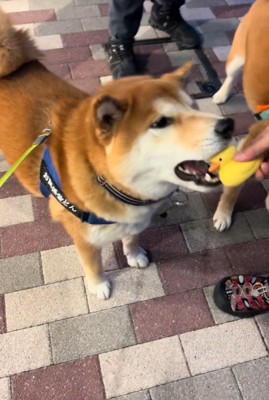 おもちゃを買ってほしいどんちゃん8